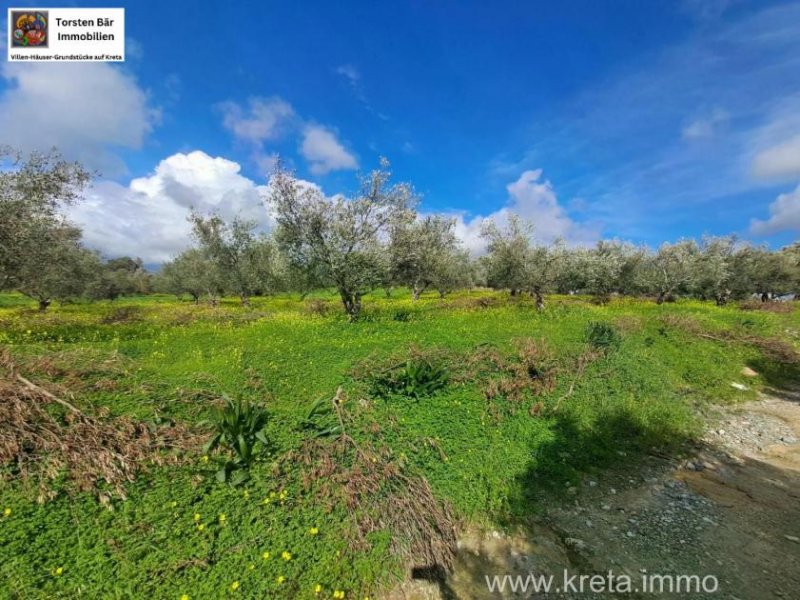 KALIVIA Kreta, Kalivaia Olivenhain 55 Bäume Ein persönlicher Rückzugsort inmitten der Natur Grundstück kaufen